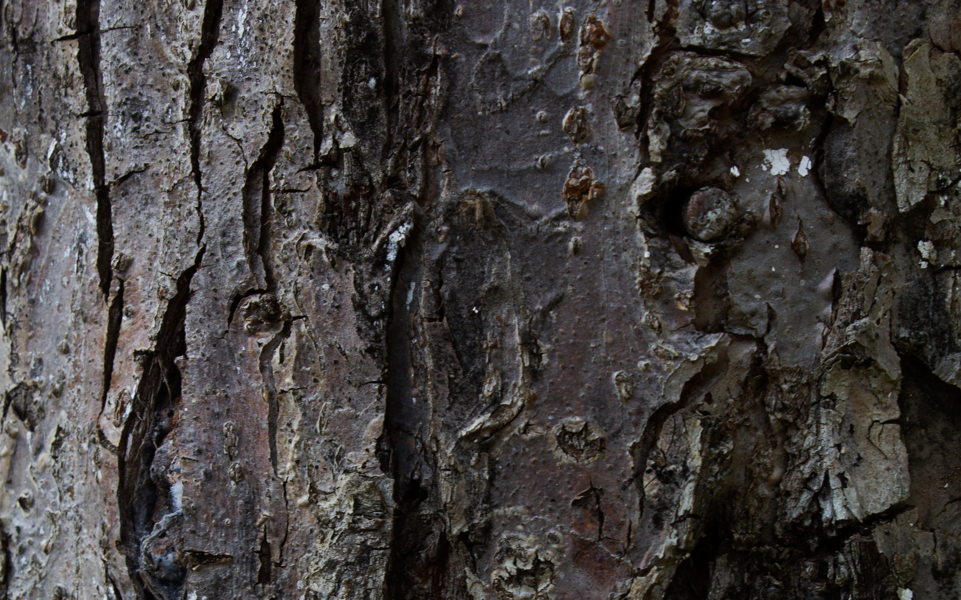 Fantastic HD Tree Bark Wallpaper HDwallsource