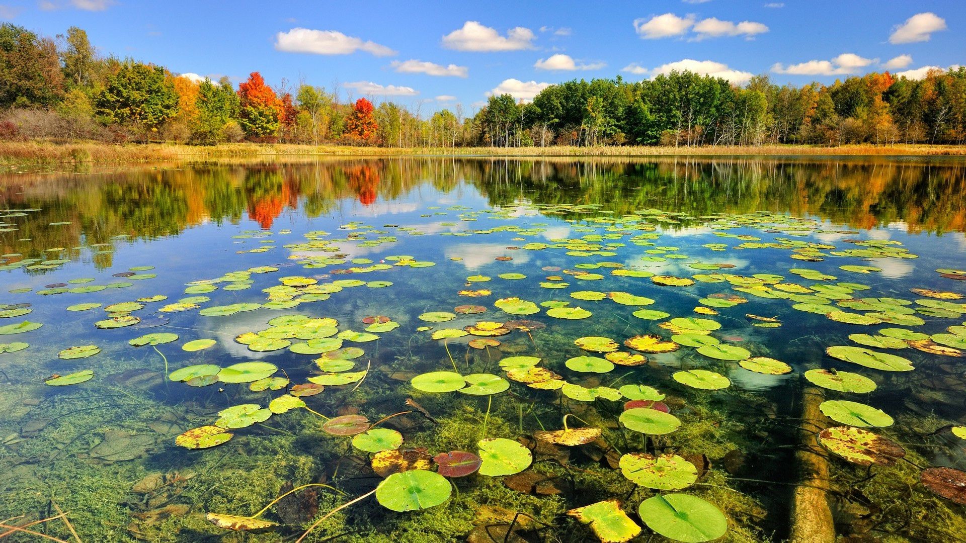 Pond Wallpaper iPad