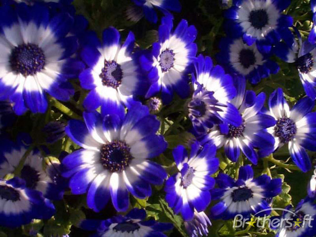 Flowers Screensaver Gorgeous