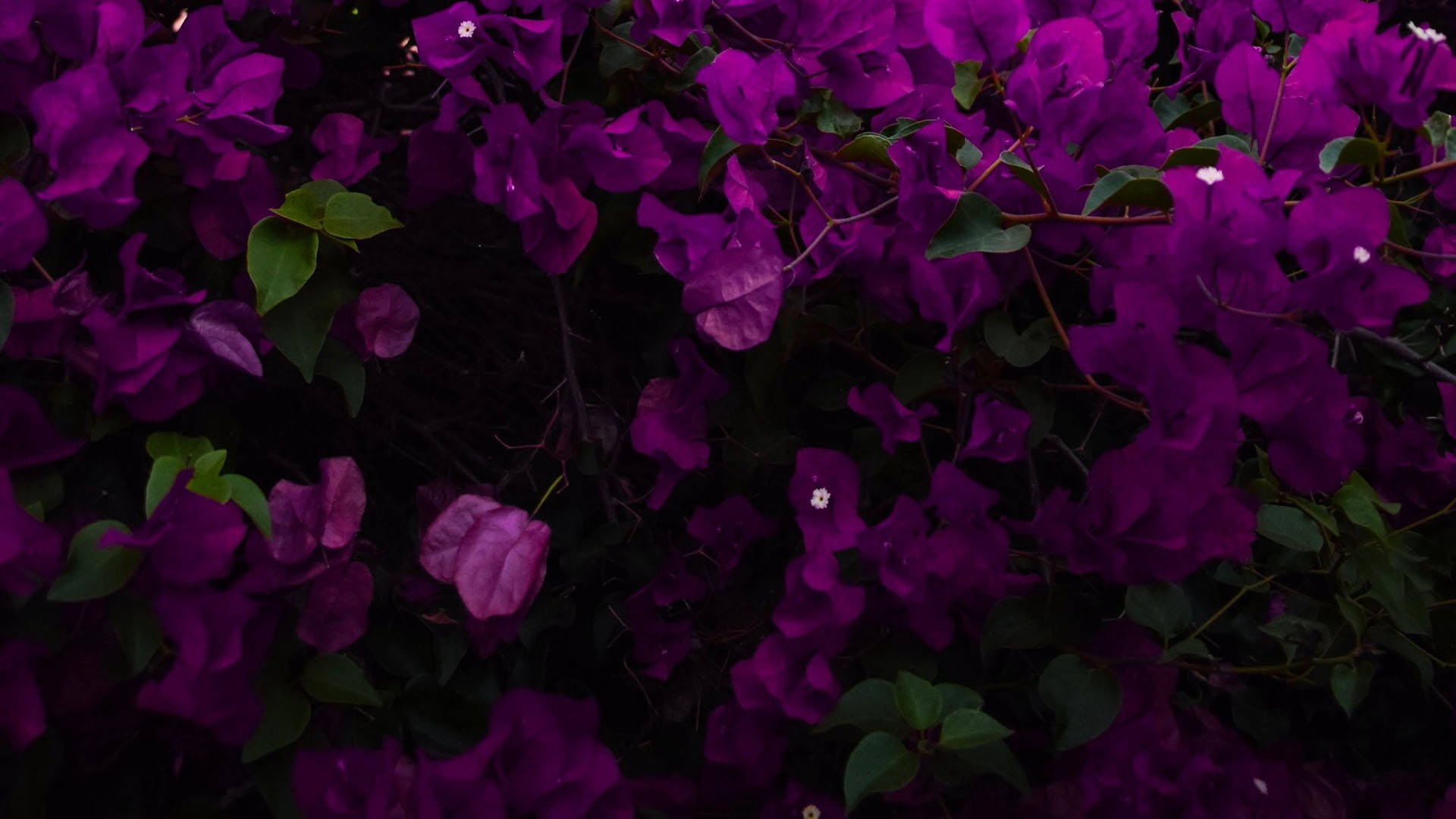 Aesthetic Purple Flower Wallpaper