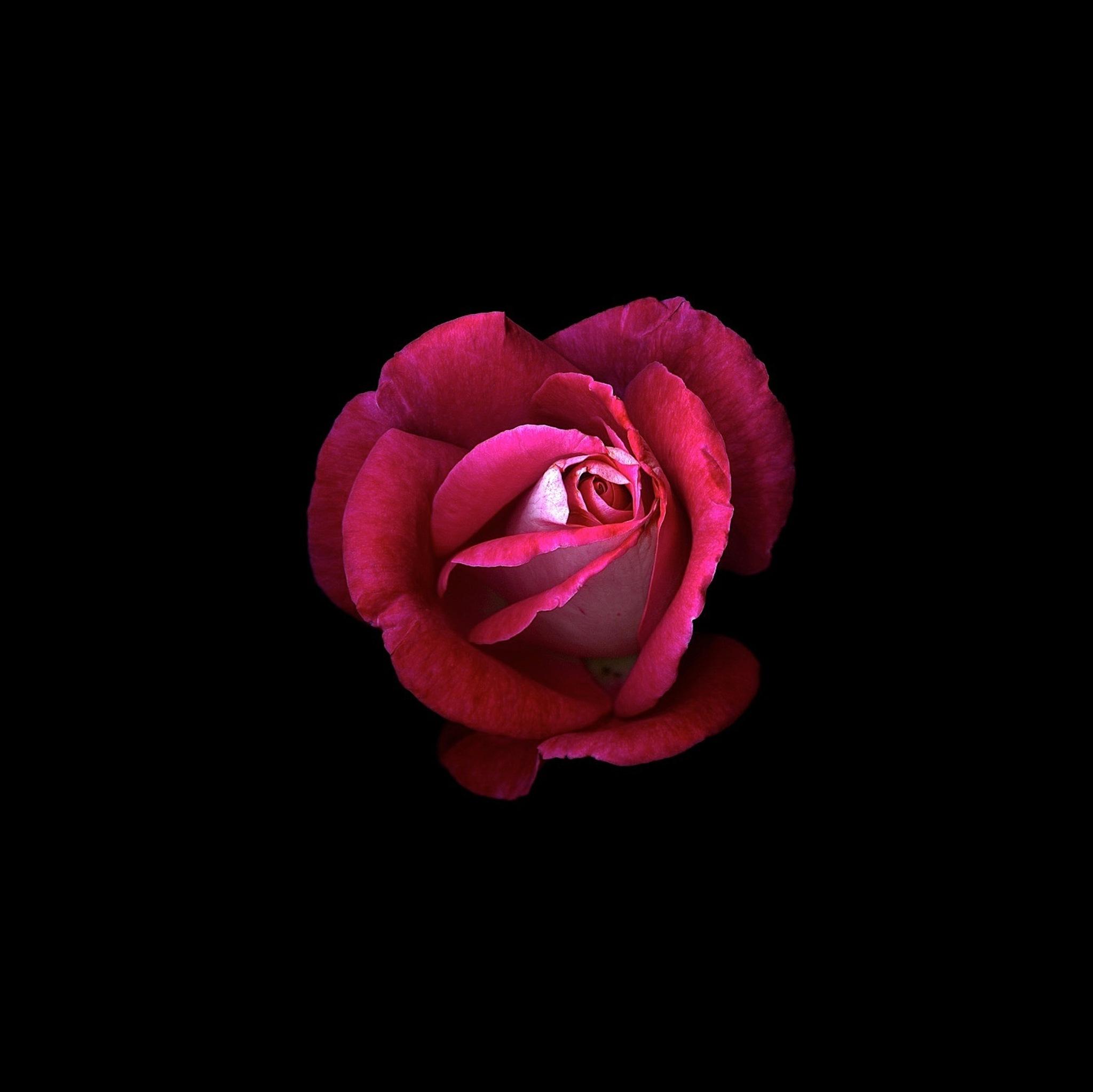 Red Rose Dark Oled iPad Air HD 4k Wallpaper Image