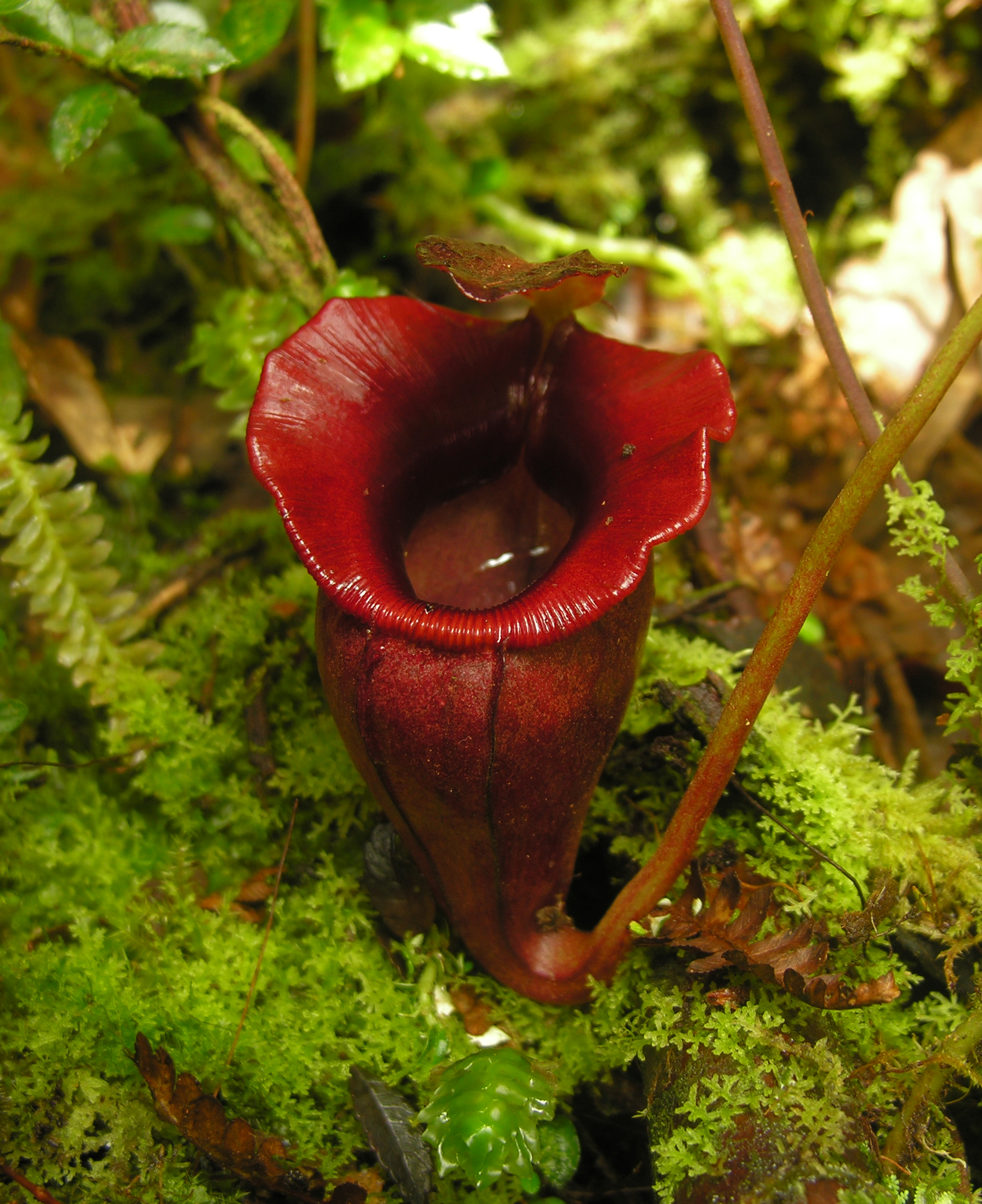 Nepenthes Jacquilineae And Izumieae Two Rare Pitcher