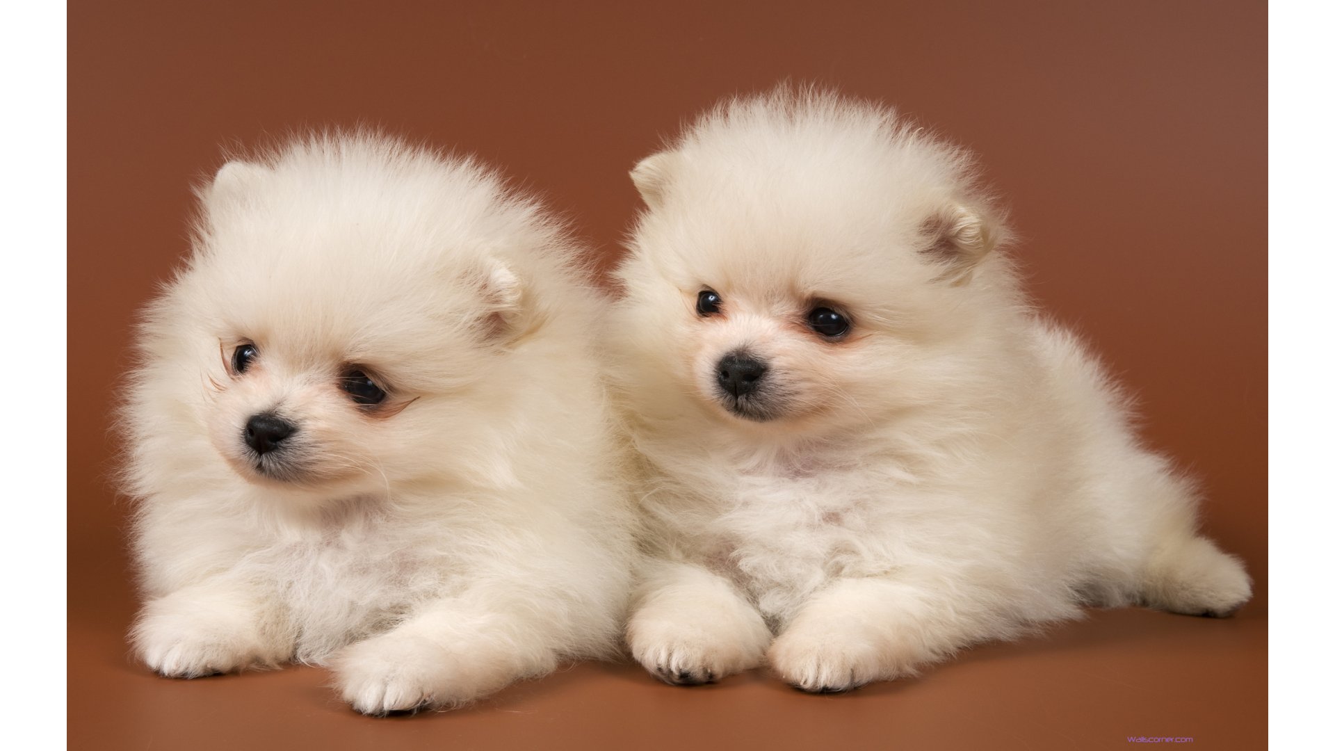 All Other Resolutions Of Cute Puppies Wallpaper Or
