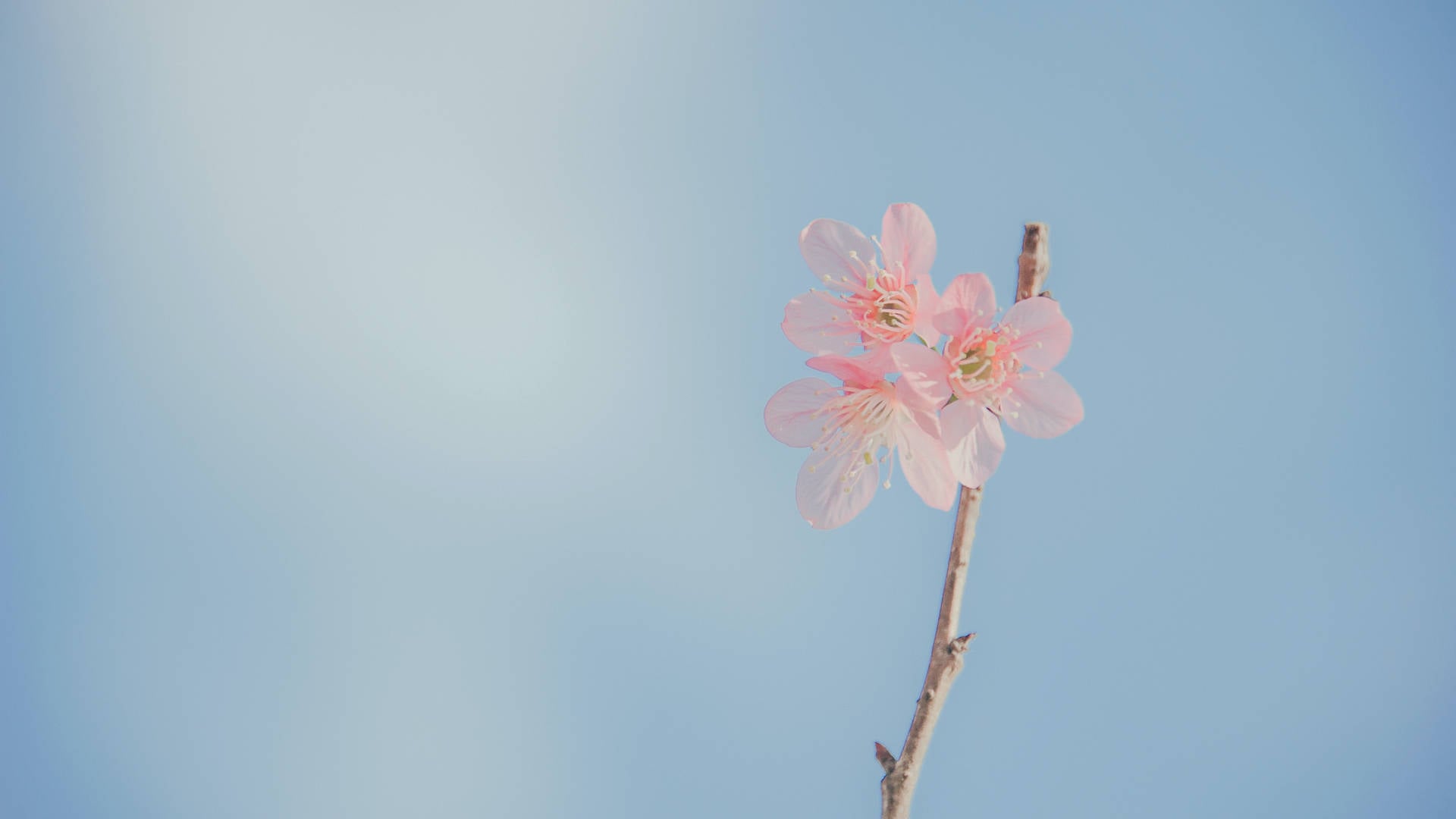 Pink Flowers Aesthetic Wallpaper