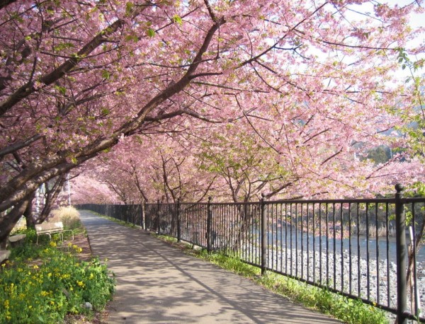 Wallpaper Colorful Spring Happy Sakura
