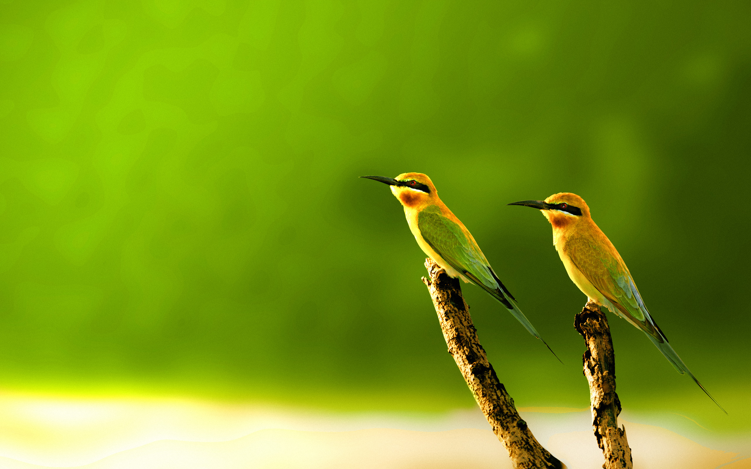 Beautiful Colorful Birds HD Wallpaper Wonderwordz