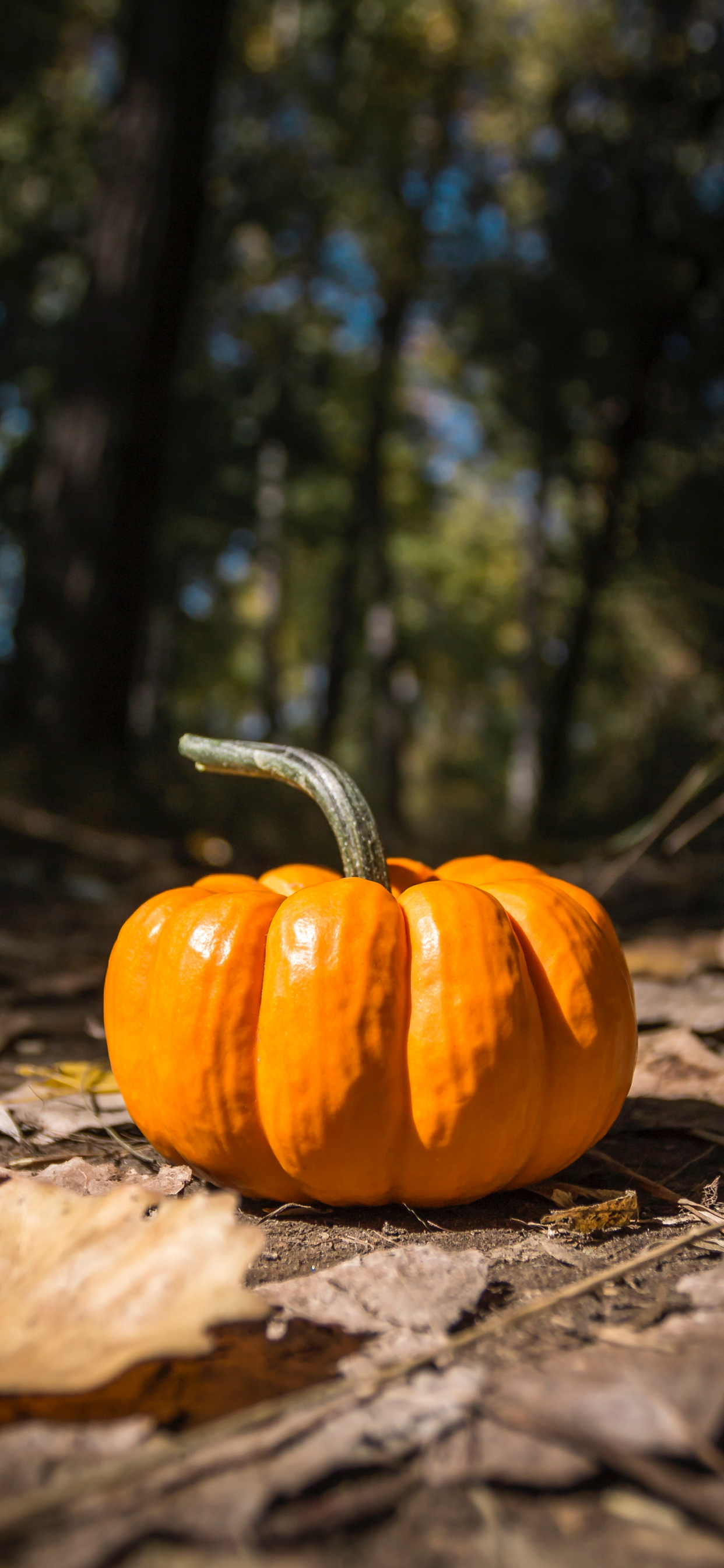 Pumpkin Wallpaper For iPhone