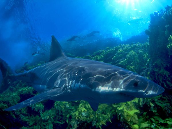 Great White Shark Pictures   National Geographic 600x450