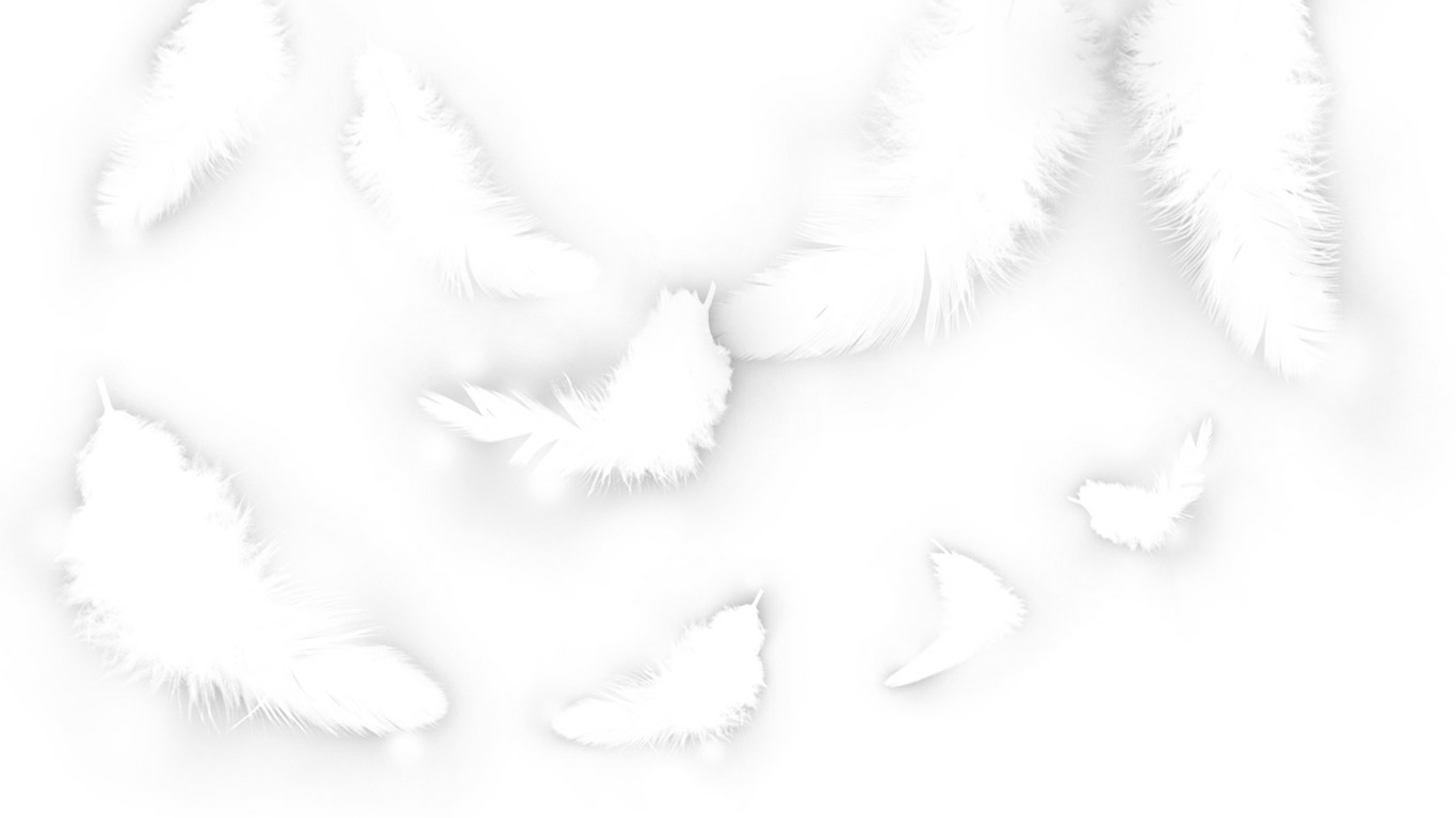 White Feathers Wallpaper Wide HD