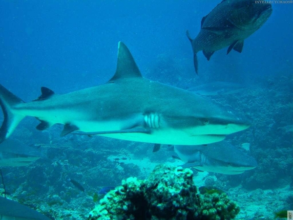 Ocean Seas Sharks Underwater Wallpaper Fish