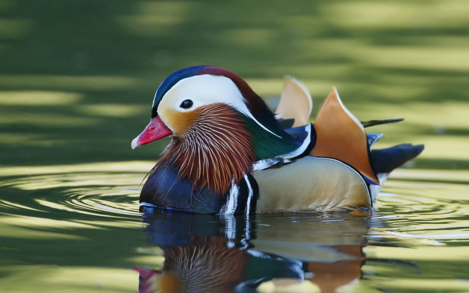 Baby Duck Wallpaper
