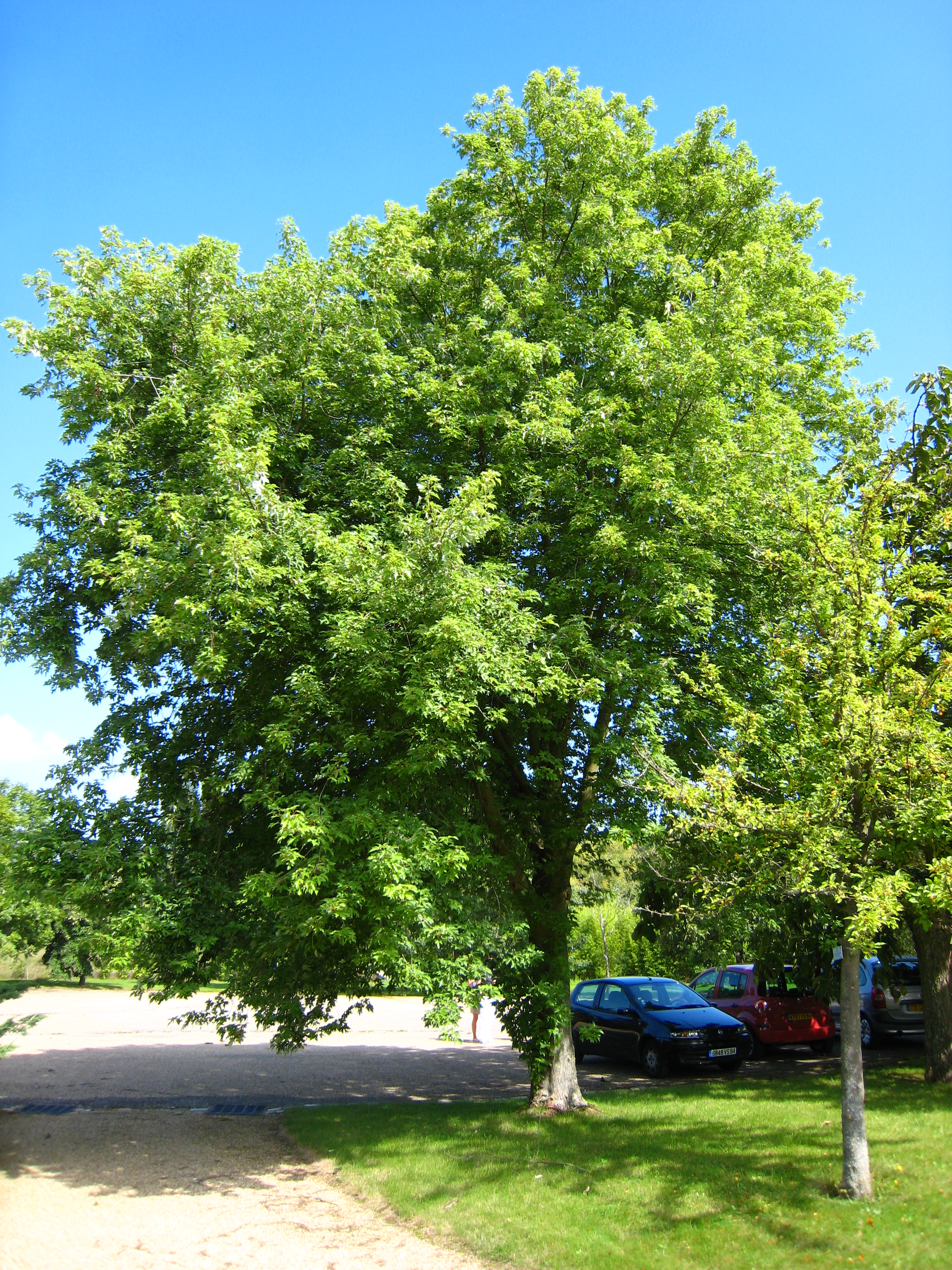 Silver Maple Nuisance Tree Or Great For Landscaping