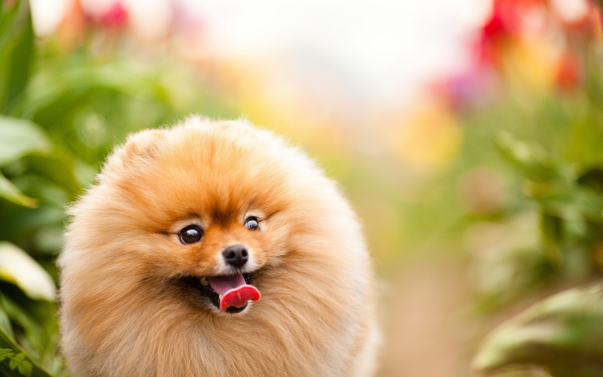 Animals Dogs Pets Pomeranian Wallpaper