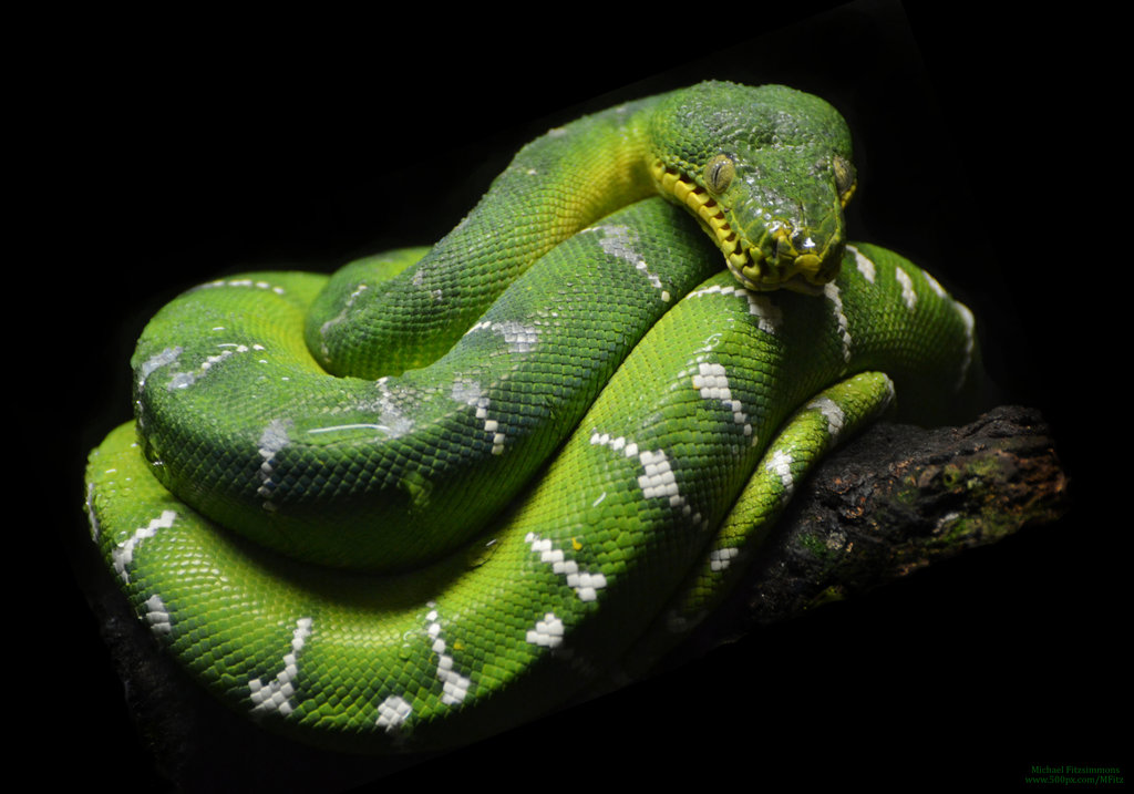 Green Tree Python By Michael Fitzsimmons