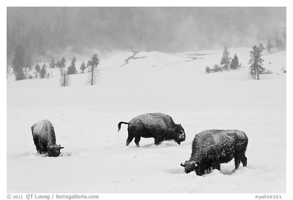 Picture Photo Snow Covered Bison In Winter Yellowstone National Park