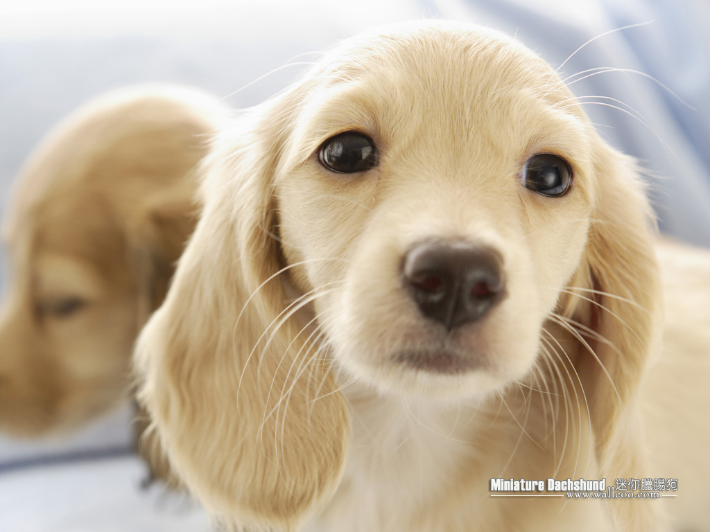 Cuddly Puppies Miniature Dachshund Pup