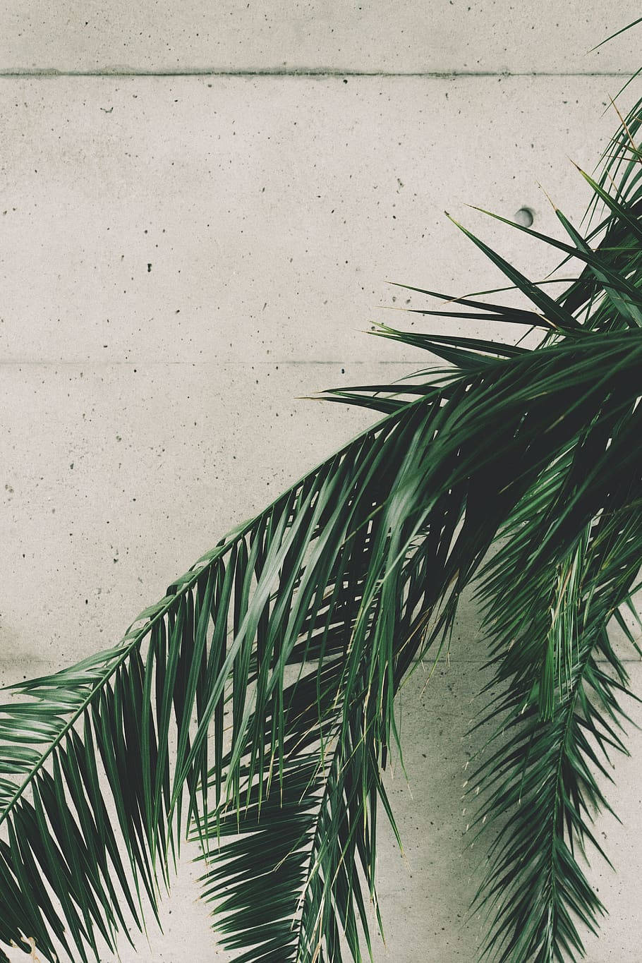 Plant iPhone Wallpaper