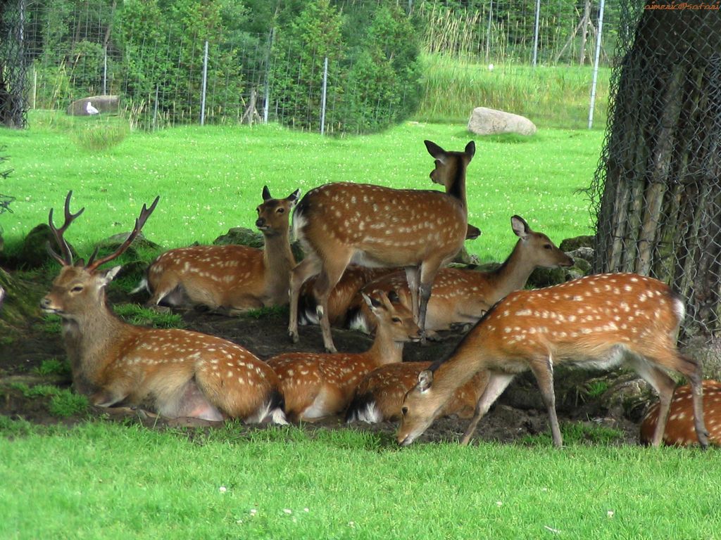 Deer Wallpaper Image And Animals Pictures