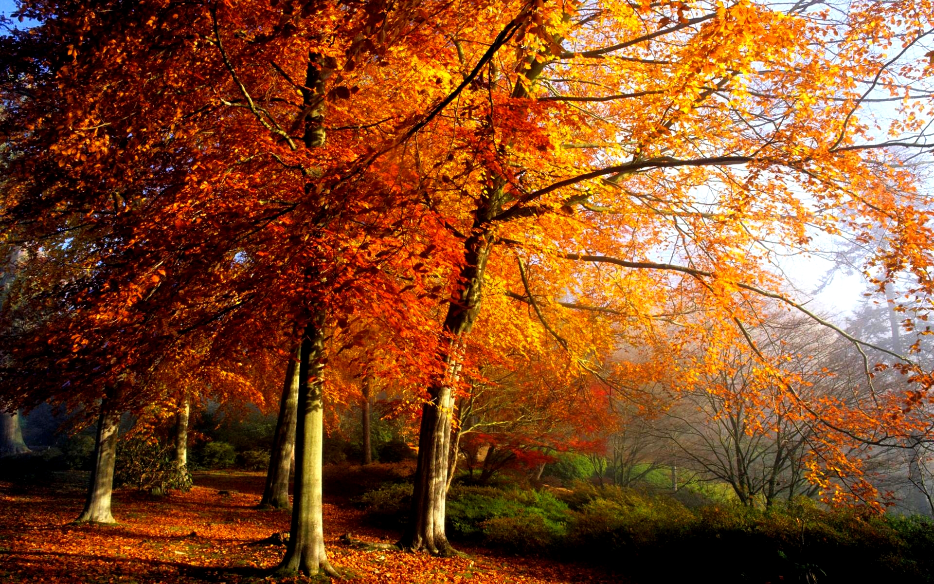 Autumn Tree HD Wallpaper Inn Trees