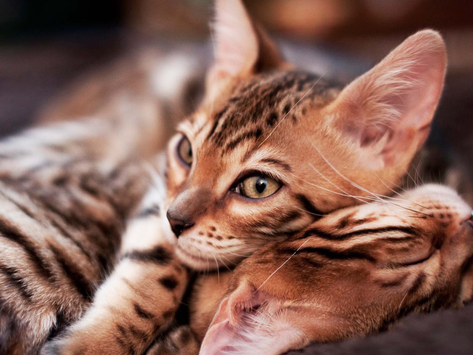 Little Bengal Cats Wallpaper And Image Pictures