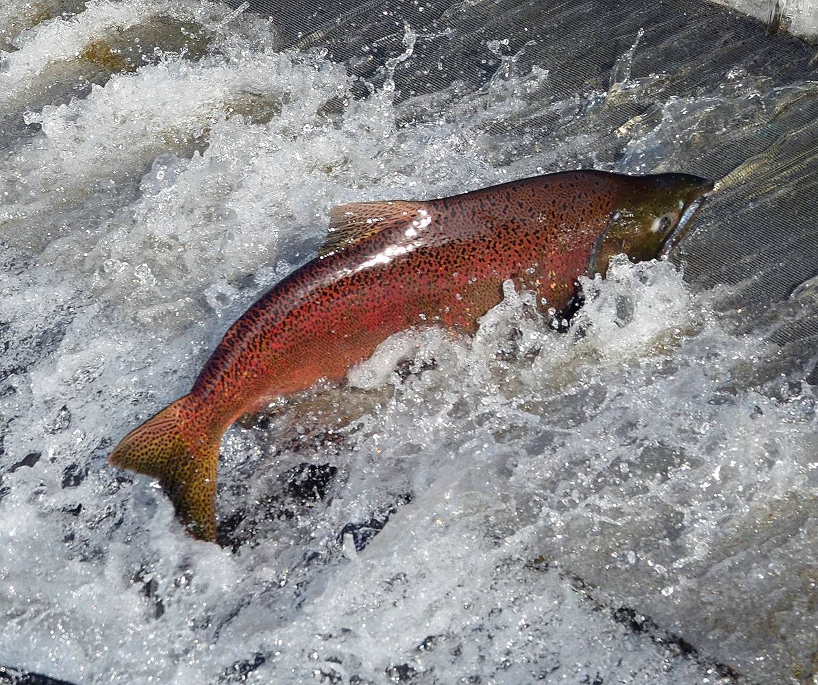 Chinook Salmon Oncorhynchus Tshawytscha Chinooks Are The Largest Of