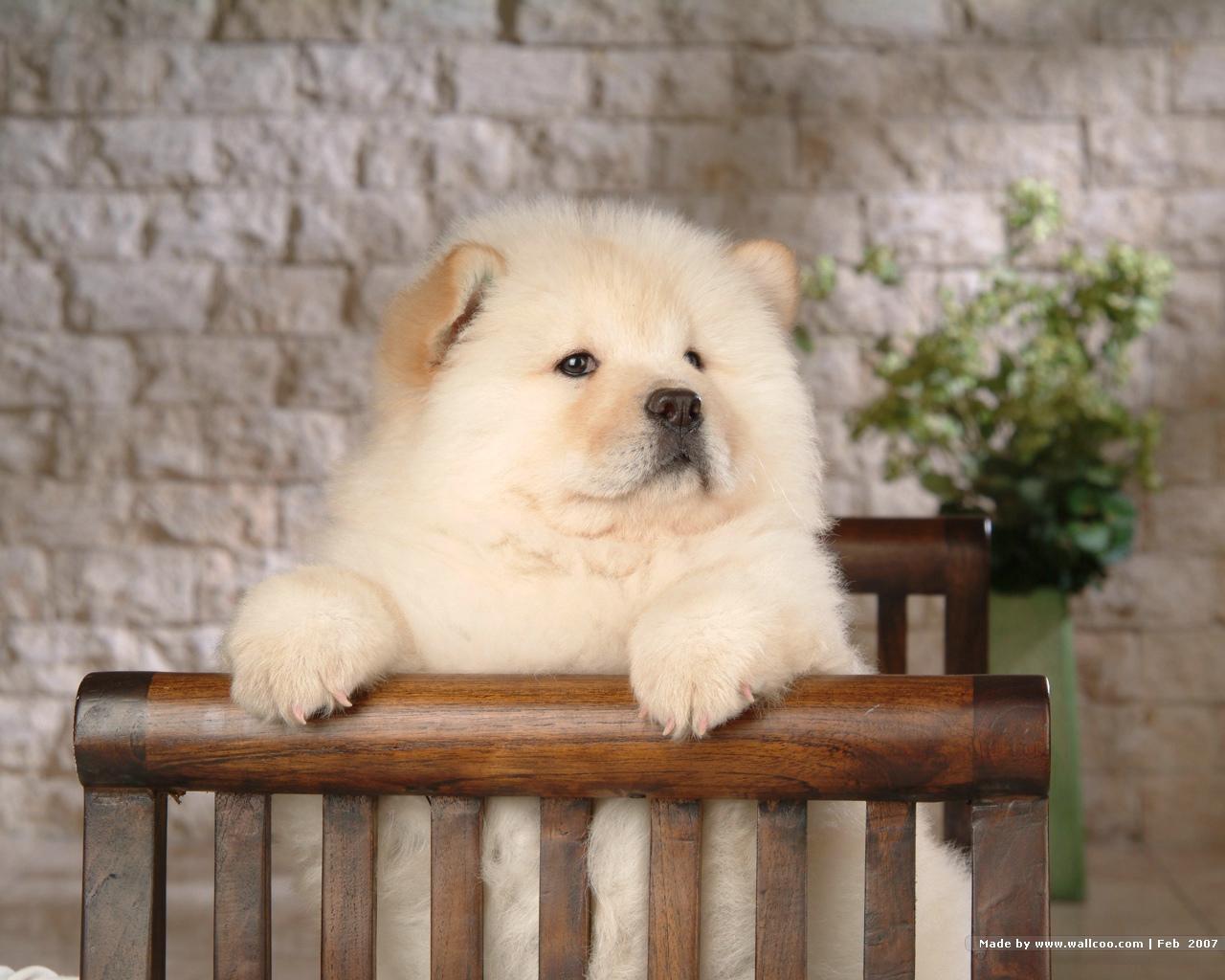 Chow Puppy Wallpaper Puppies