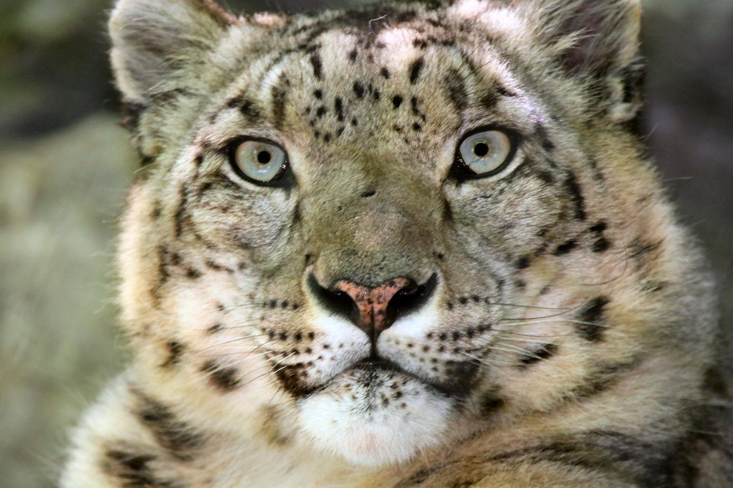 Animals Best Wallpaper Leopard HD Animal