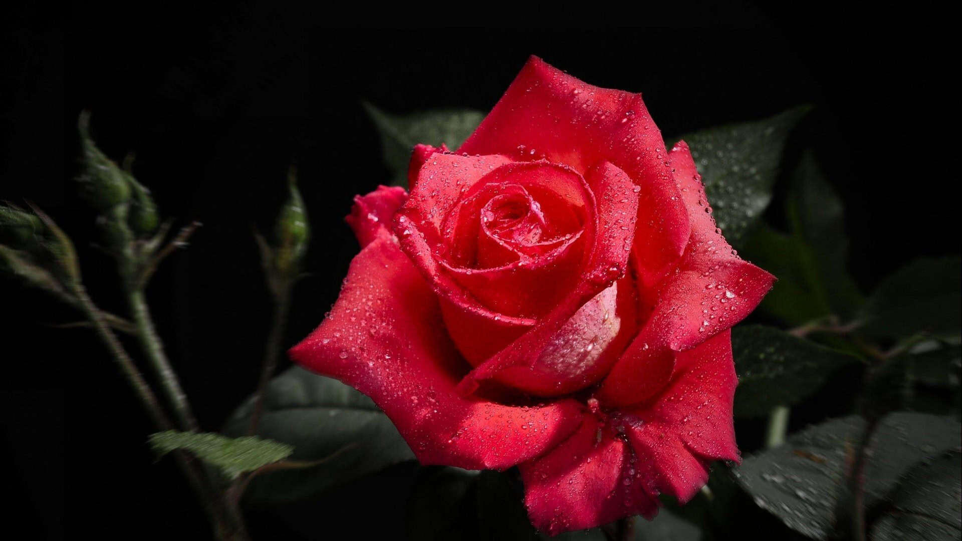 Red Rose Desktop Wallpaper HD