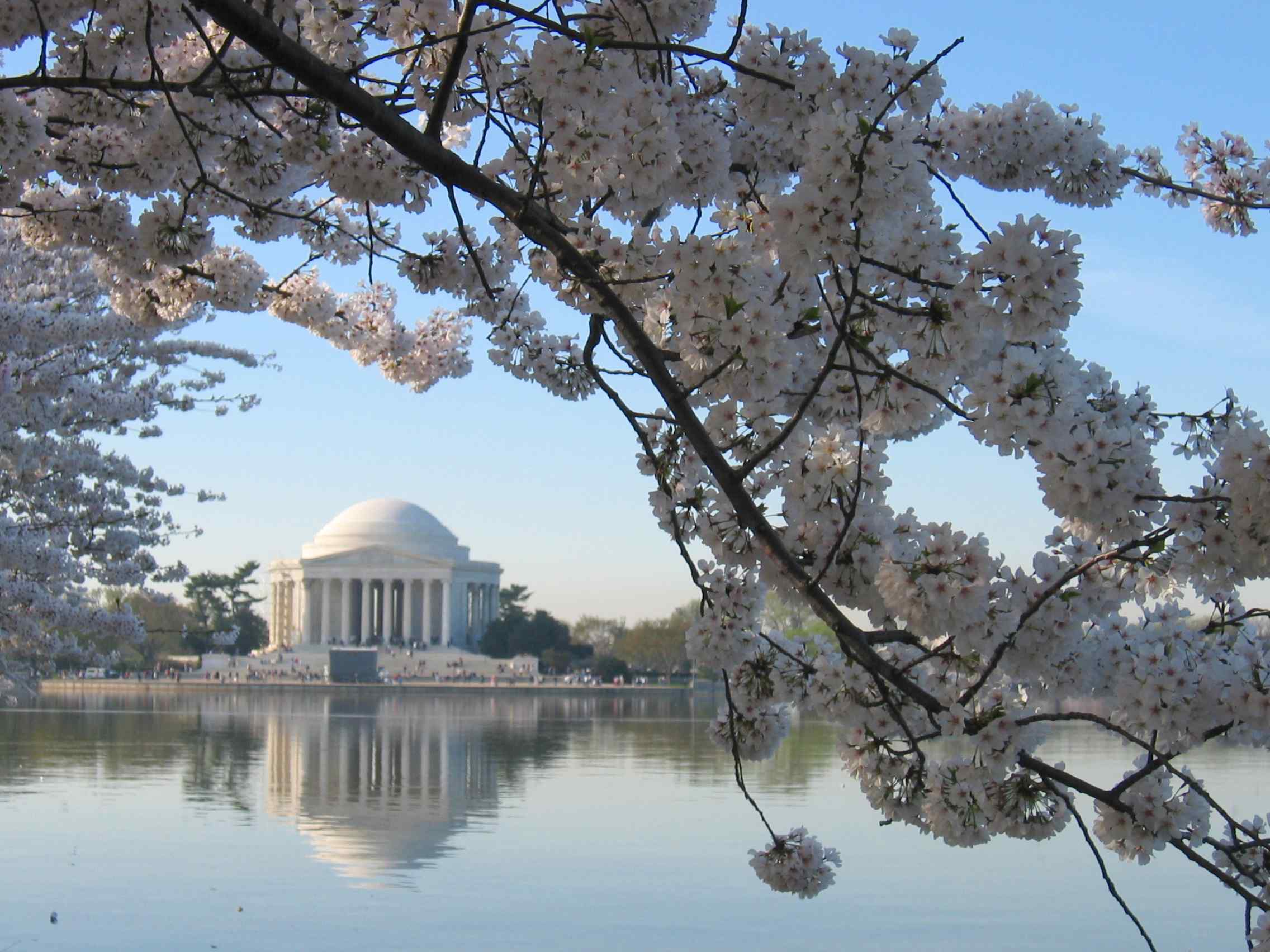 Cherry Blossoms