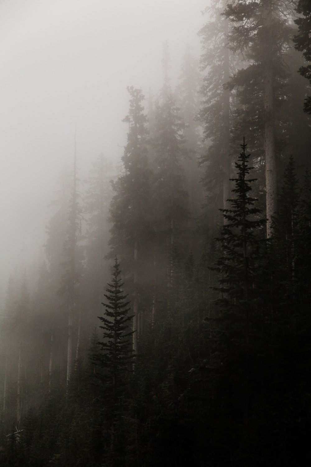 Forest Covered In Fog Foggy Wallpaper Dark
