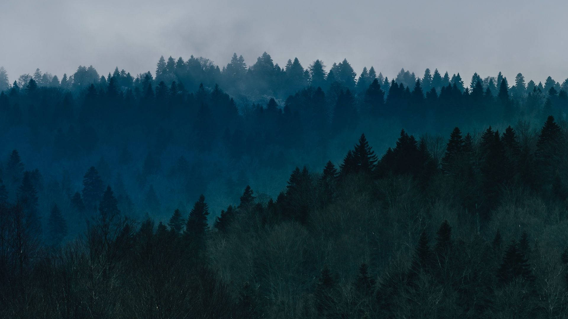 Forest Wallpaper
