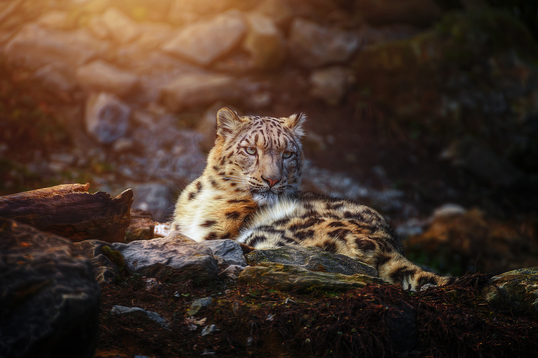A majestic snow leopard resting on a rocky outcrop, bathed in the warm glow of sunlight