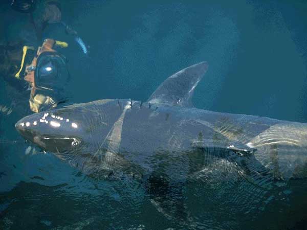 Le Megalodon Etait Plus Grand Requin De Toute La Prehistoir HD