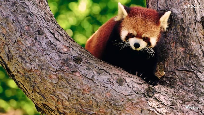 HD Cute Lions Wallpaper Wallpapern Red Panda