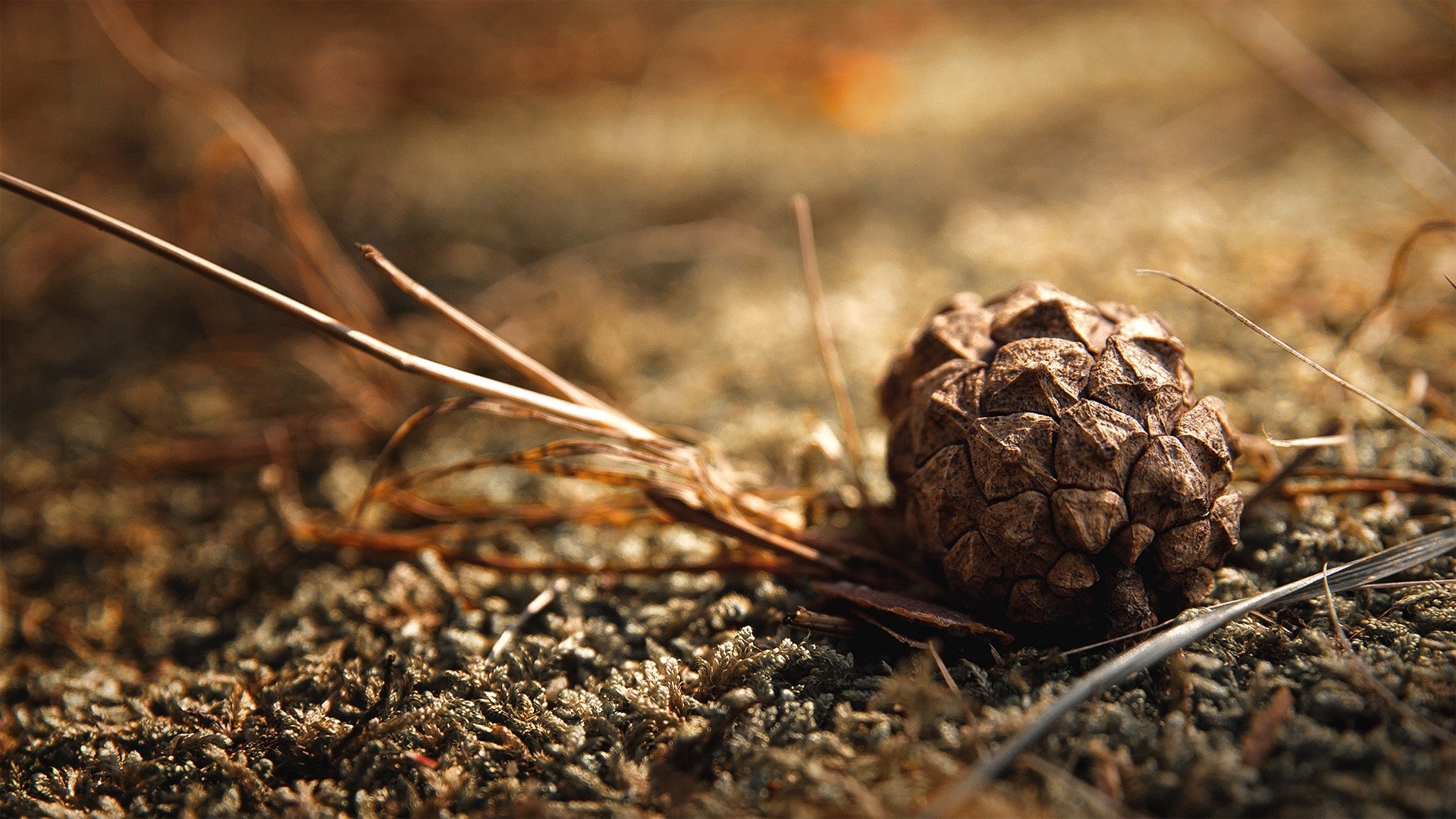Pine Cone Wallpapers Archives   HDWallSourcecom