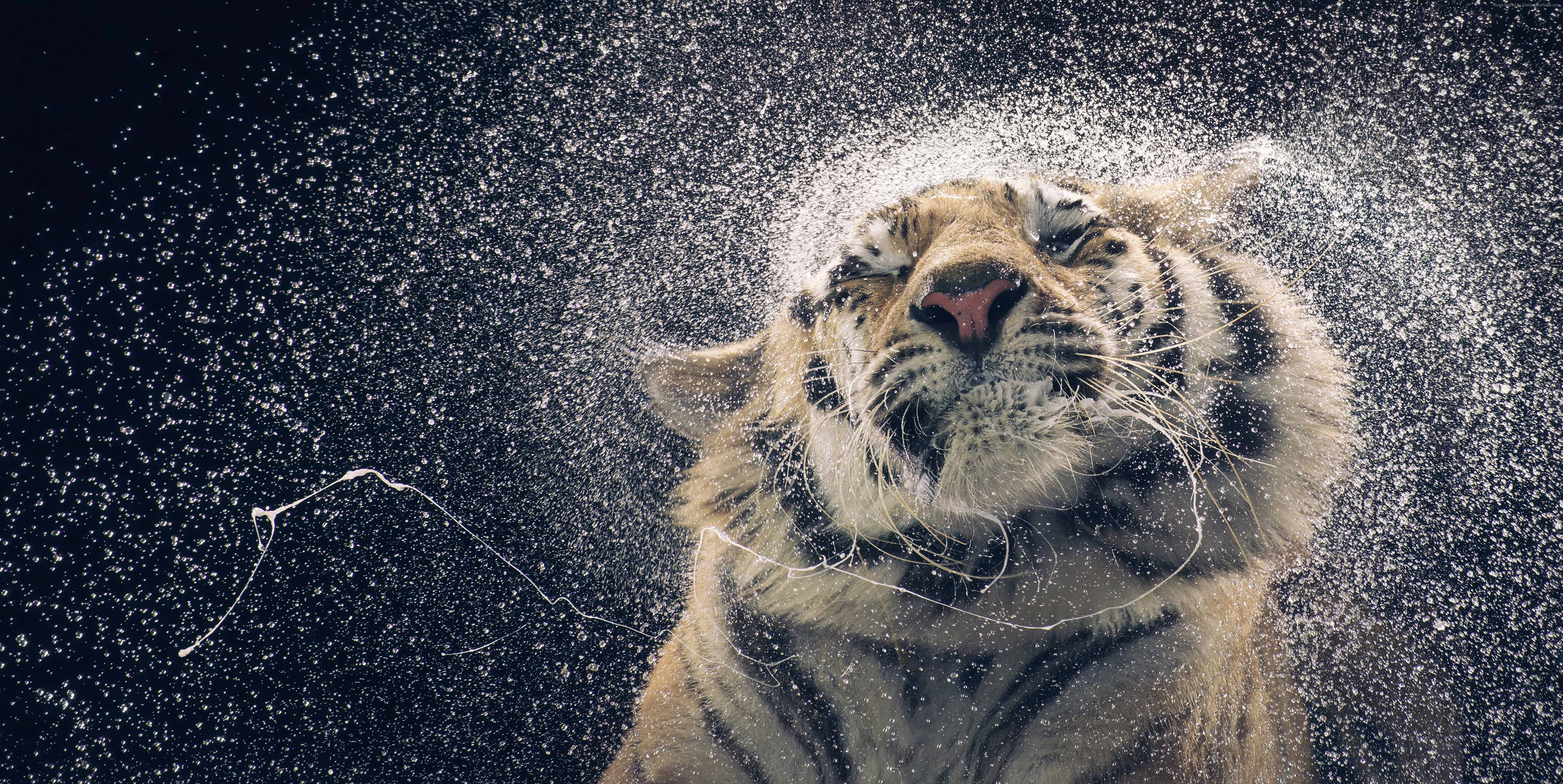 A Tiger Coming Out Of Water Animal HD Wallpaper 5347x2683