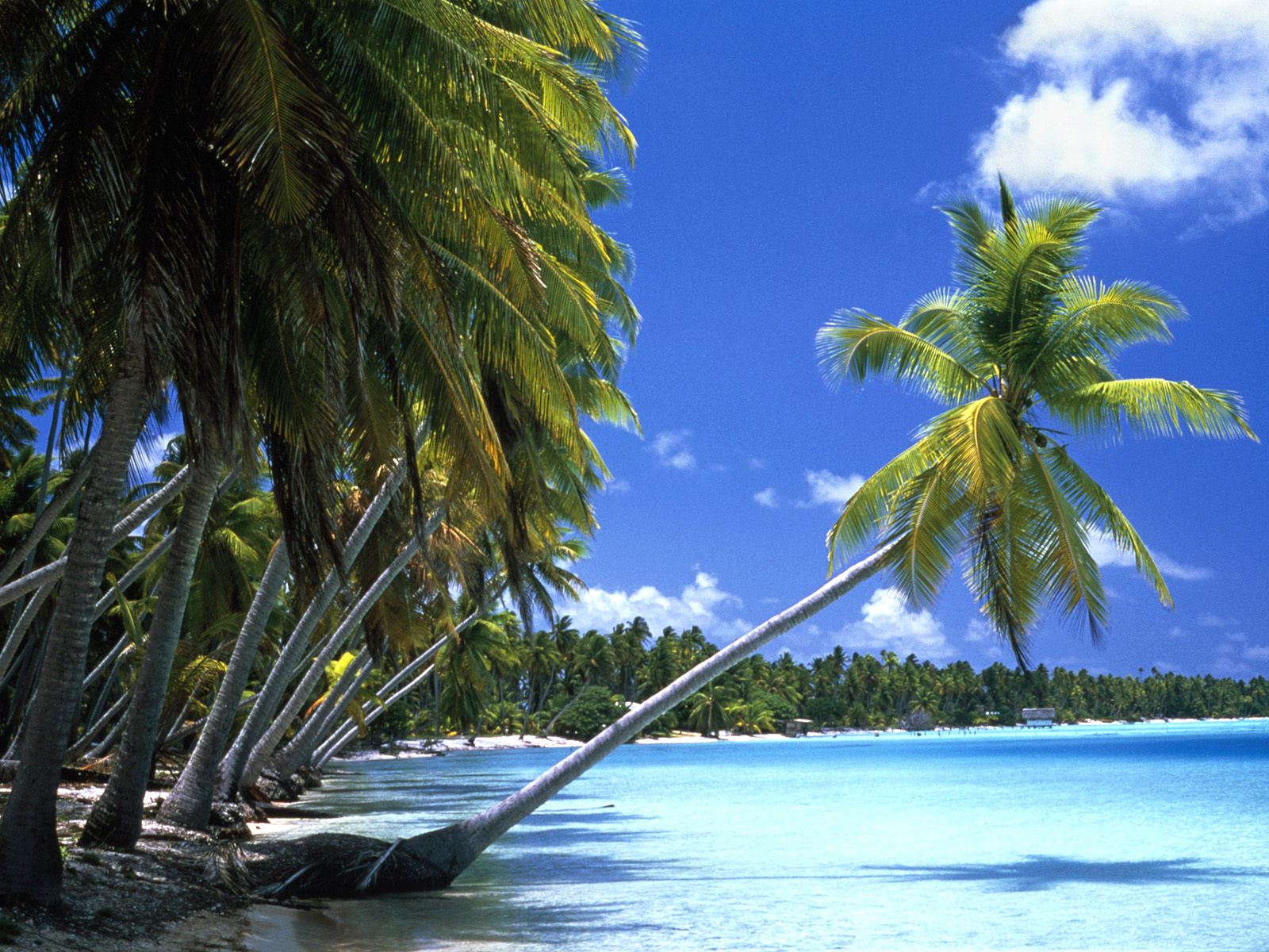 Wallpaper Ocean Beach Palm Tahiti Leaning Tree