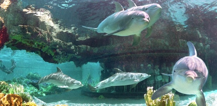 Dolphin Sea Live Wallpaper HD Nature Landscape Install
