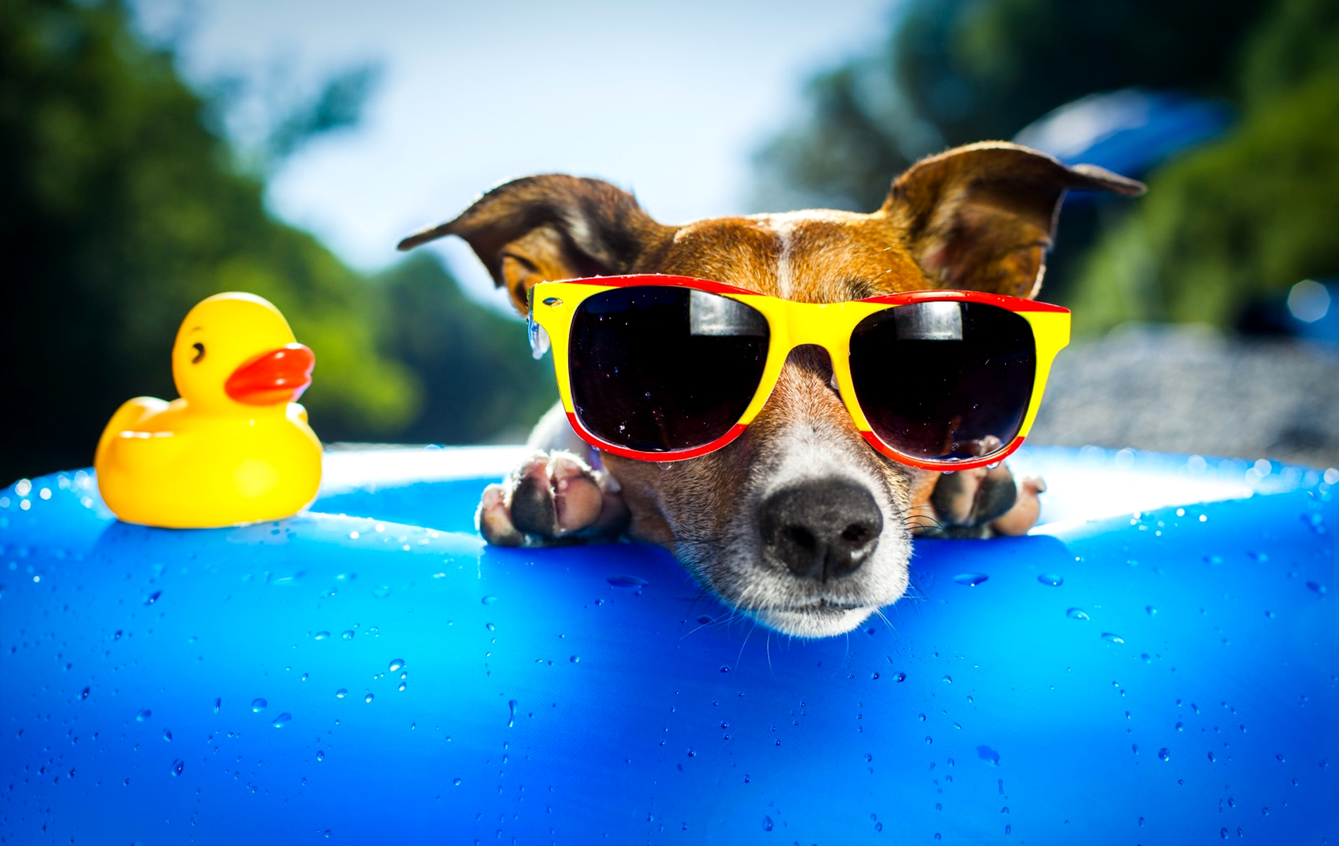 A funny photo of a Jack Russell Terrier dog wearing oversized sunglasses and relaxing on a blue inflatable pool float with a yellow rubber ducky toy