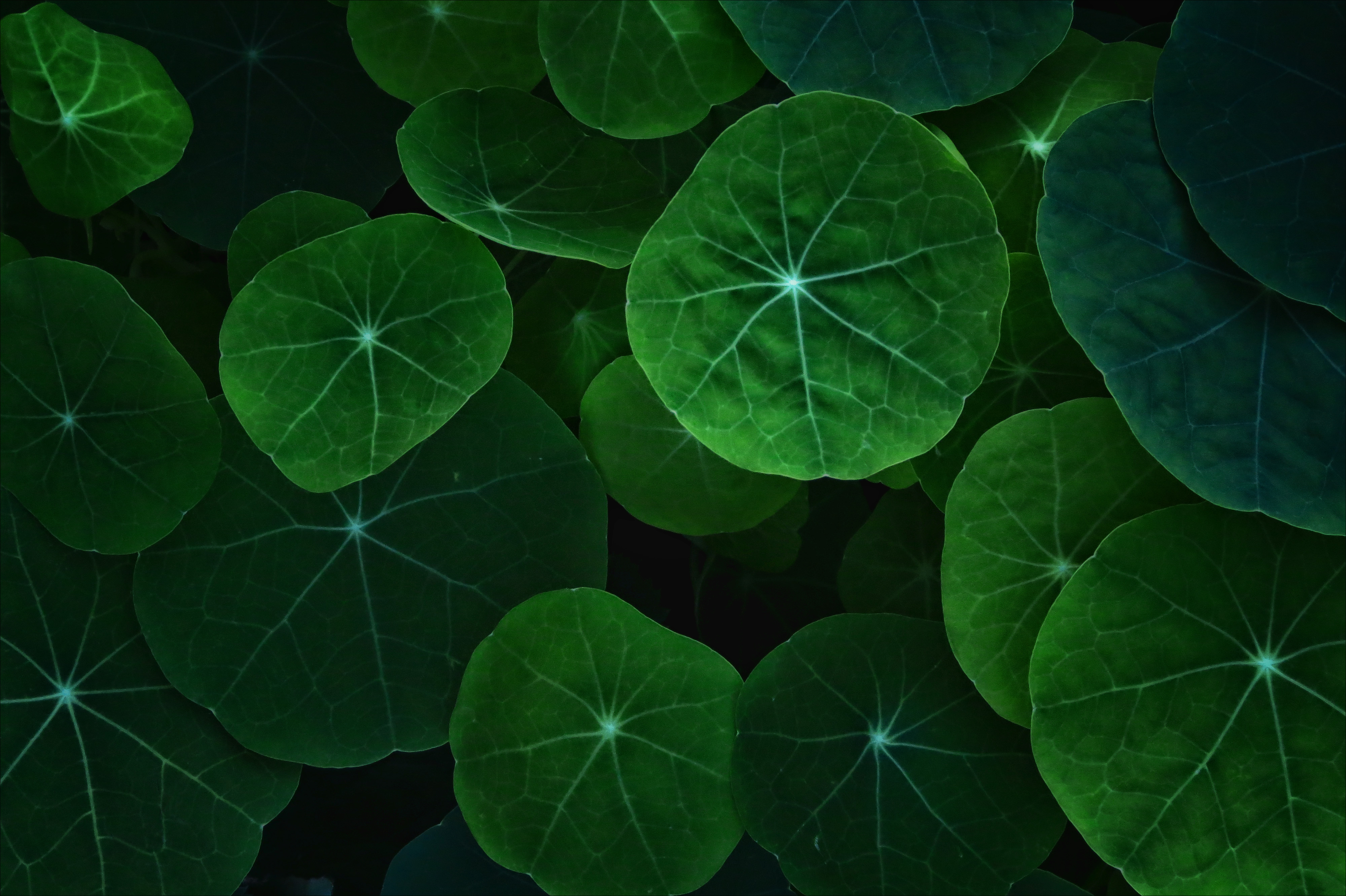 Leaf 1440p Resolution HD 4k Wallpaper Image