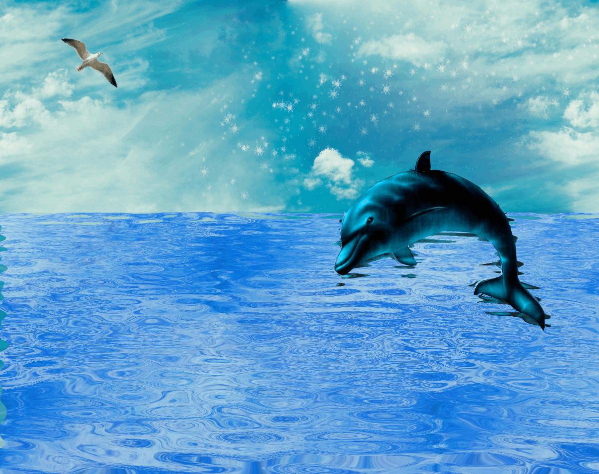 Dolphins Gifs Boards Shimmer Jumping Ocean Wallpaper