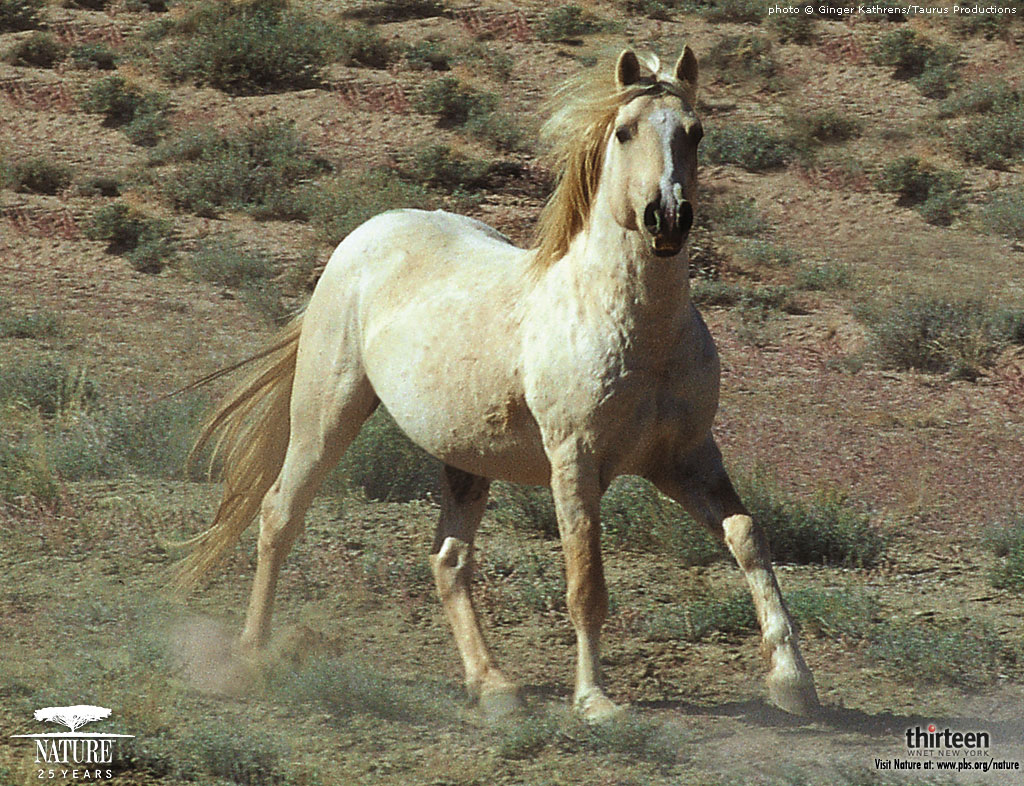 HD Animals Wallpaper Wild Horses