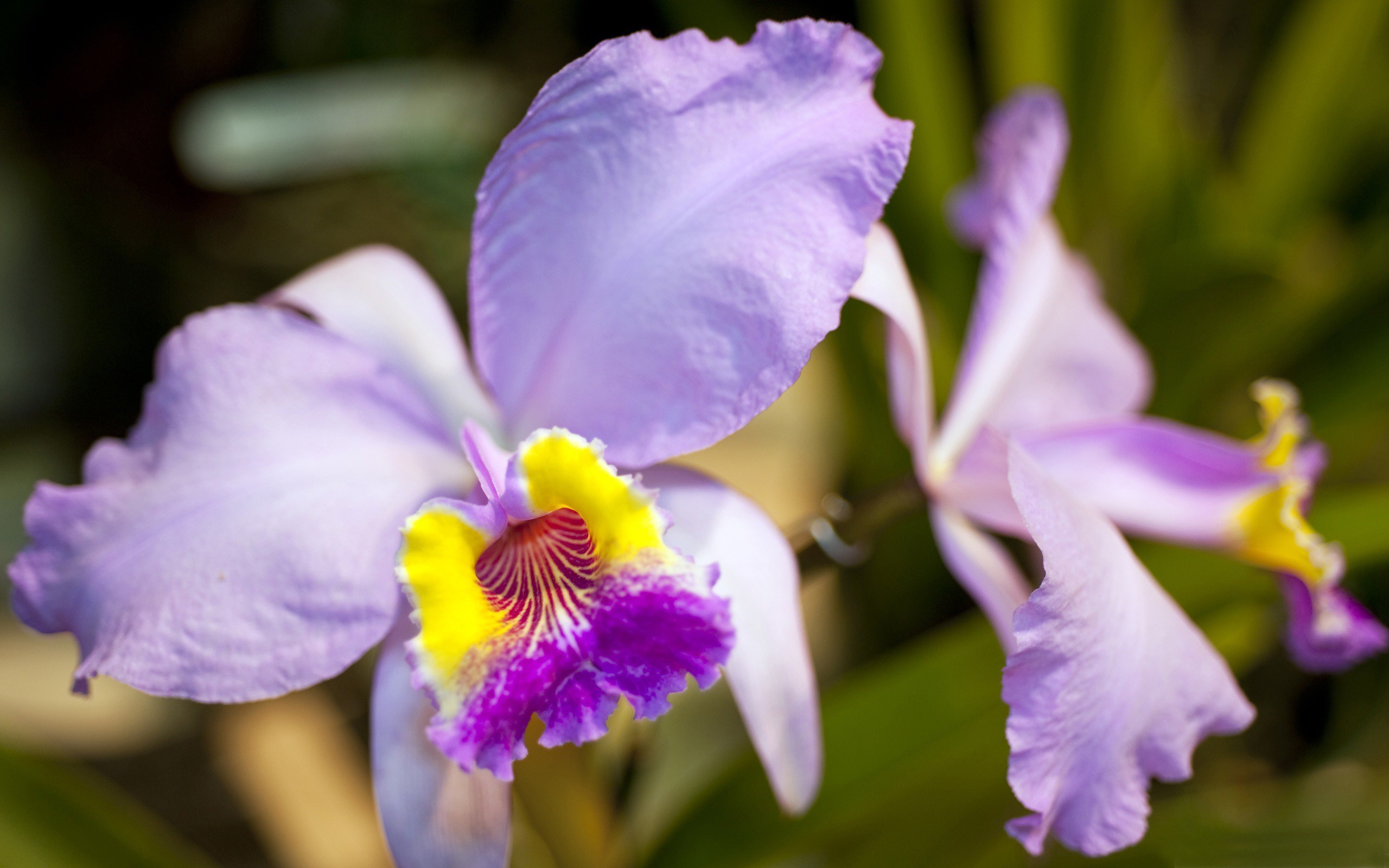Purple Orchid Flowers Photography New HD Wallpaper