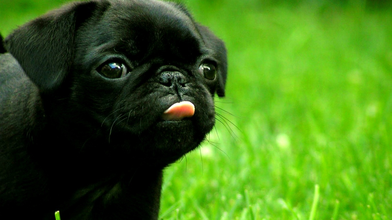 Free download cute Black FRENCH BULLDOG puppy Pure breed Black Male French [1366x768] for your