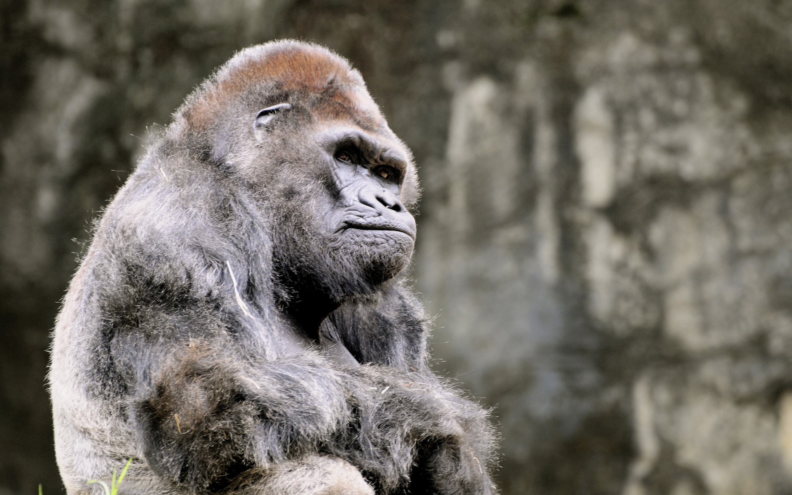 Grumpy Silverback Wallpaper Wallpaperesque