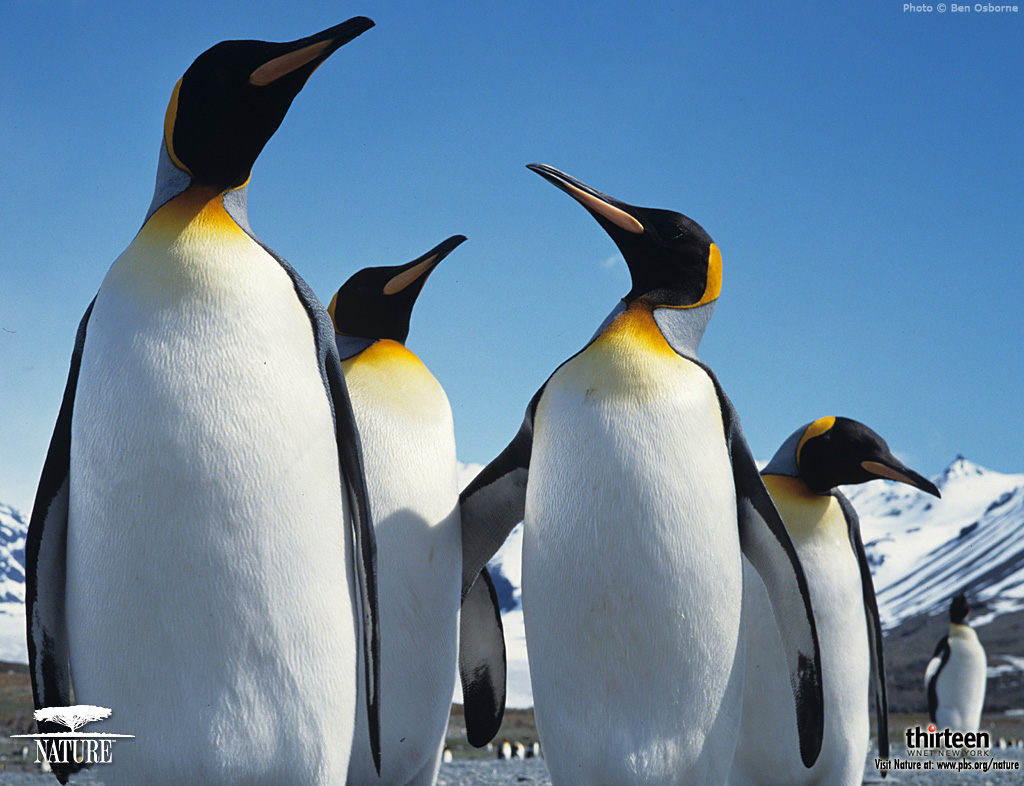 Penguins Of The Antarctic Penguin Wallpaper