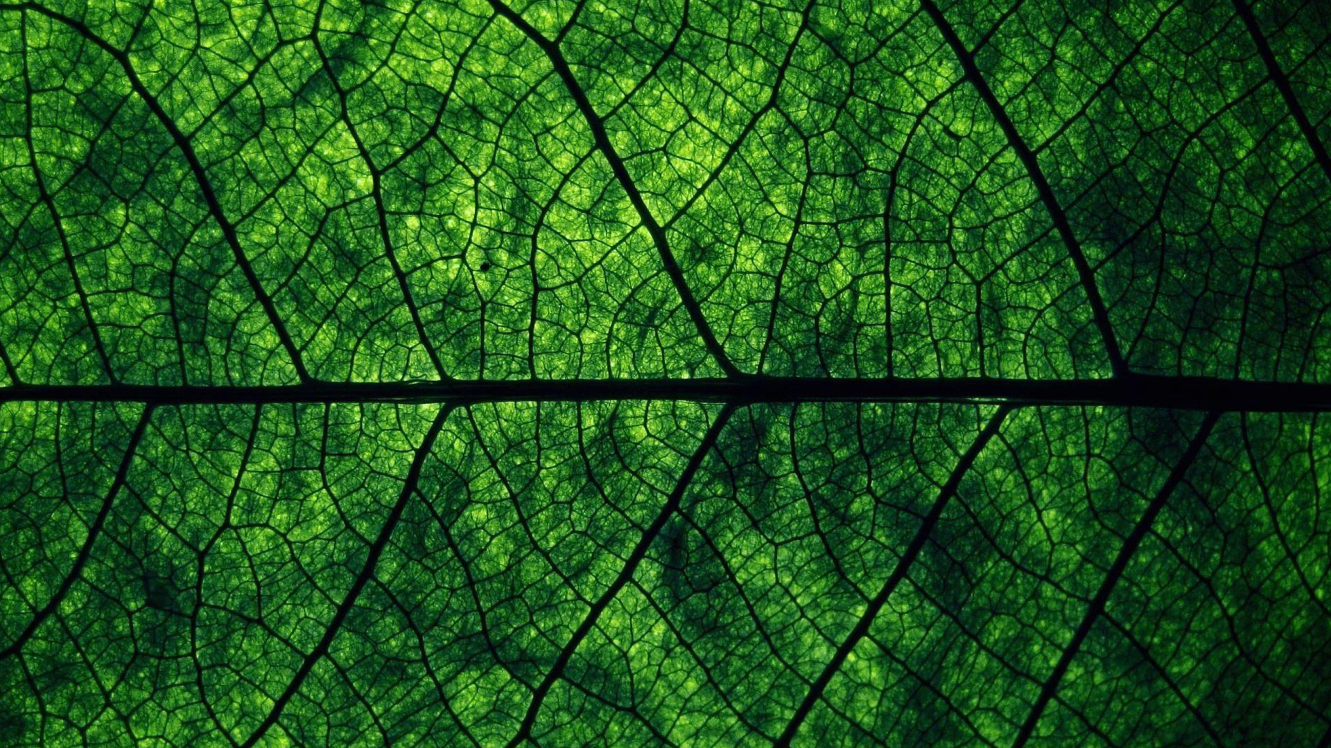Tree Leaf Wallpaper Green Background Pictures And Image