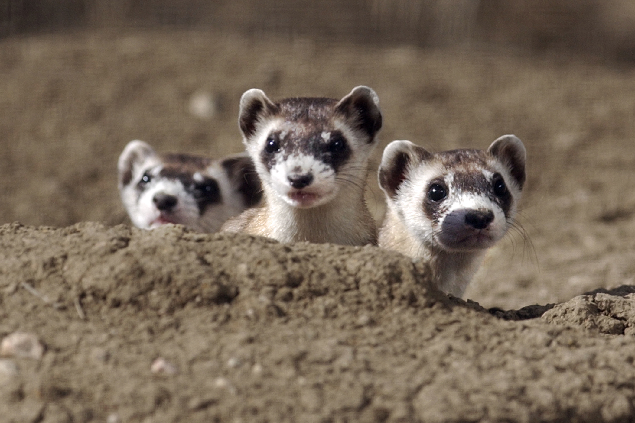 Black Footed Ferrets Photos The Cutest Endangered Animals In