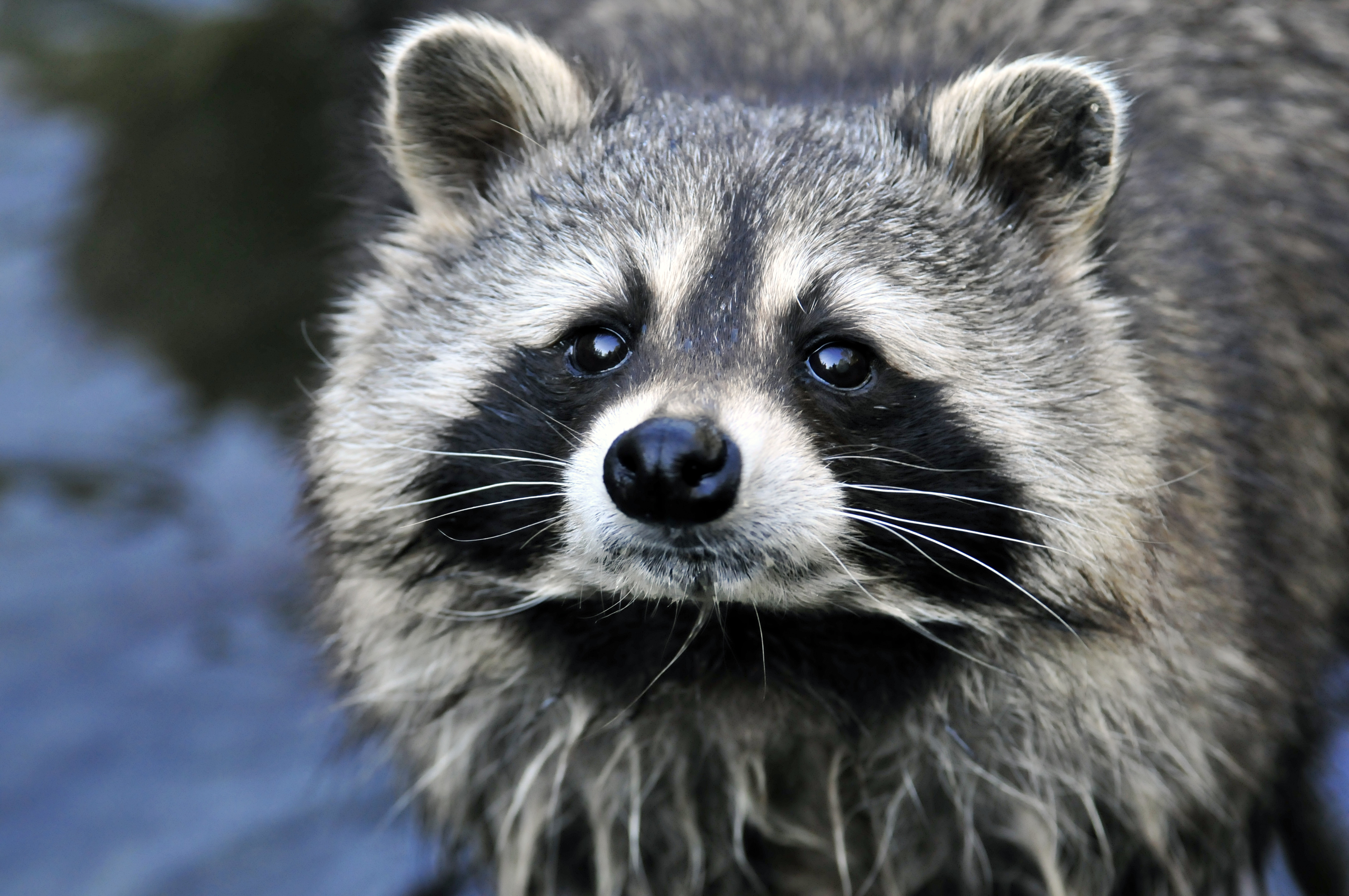 Wallpaper Raccoon Face Eyes Animals