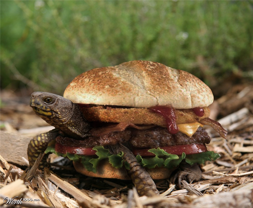Turtle Burger Source Pinstopin Funny